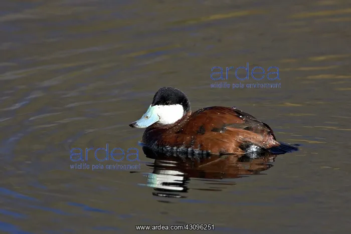 : Ruddy Duck : Ruddy Duck