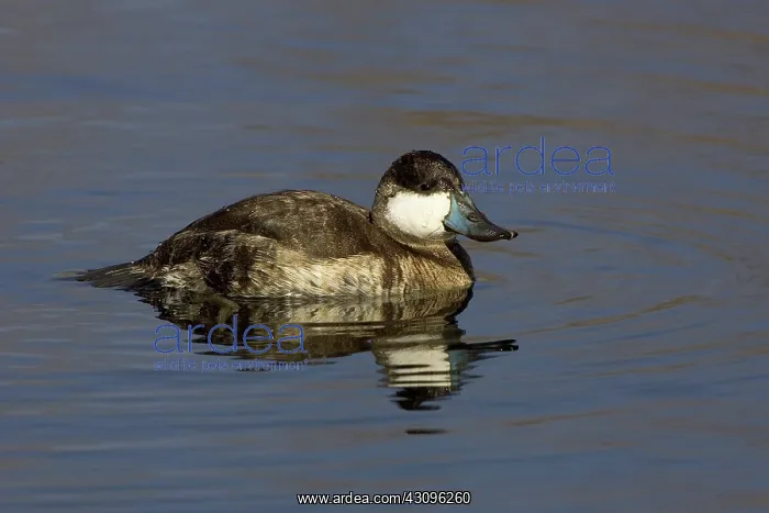  : Ruddy Duck