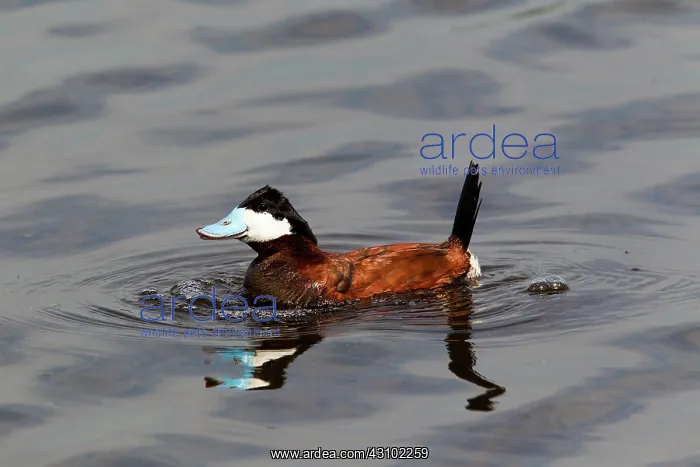: Ruddy Duck : Ruddy Duck