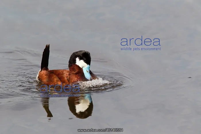 : Ruddy Duck : Ruddy Duck