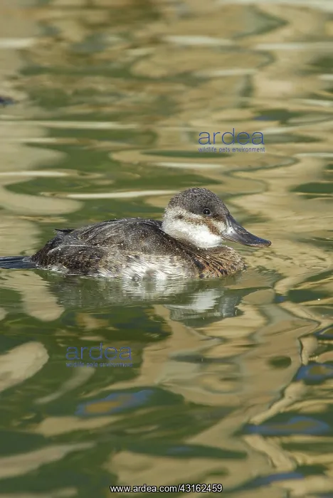 : Ruddy Duck : Ruddy Duck