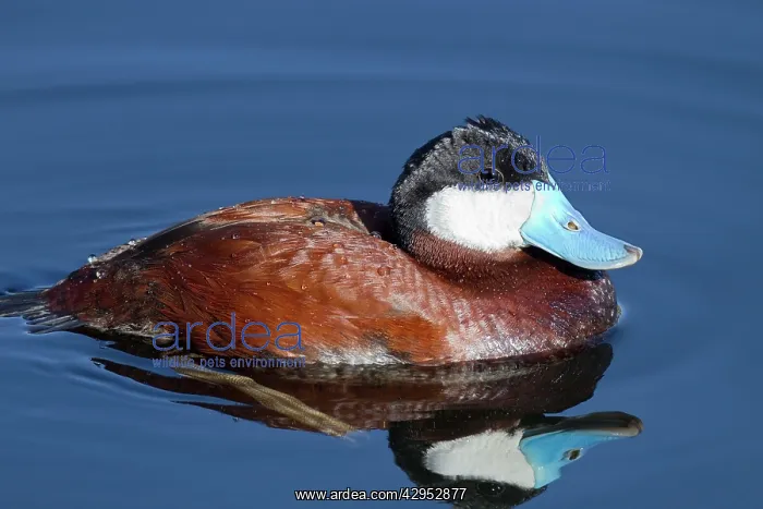 : Ruddy Duck - adult male in breeding plumage : Ruddy Duck - adult male in breeding plumage