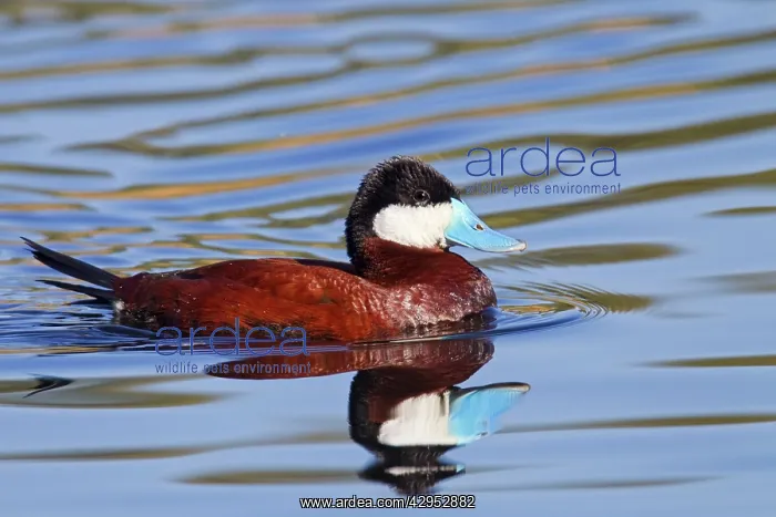 : Ruddy Duck - adult male in breeding plumage : Ruddy Duck - adult male in breeding plumage