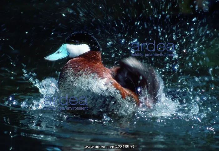 : Ruddy DUCK - bathing, splashing in water : Ruddy DUCK - bathing, splashing in water