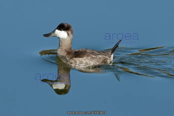 : Ruddy Duck Drake : Ruddy Duck Drake