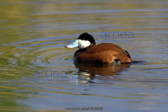 : Ruddy Duck Drake : Ruddy Duck Drake
