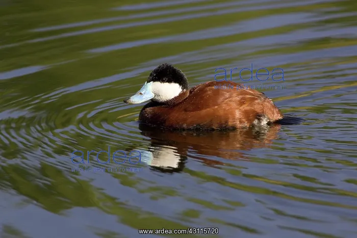 : Ruddy Duck Drake : Ruddy Duck Drake