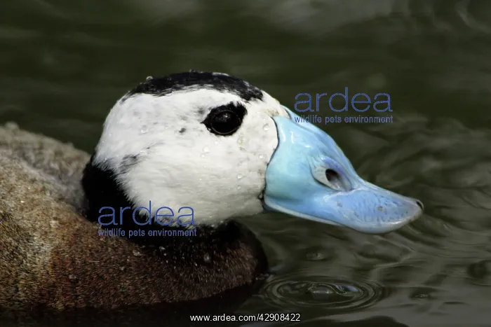 : Ruddy Duck - drake, close-up study of head and bill : Ruddy Duck - drake, close-up study of head and bill