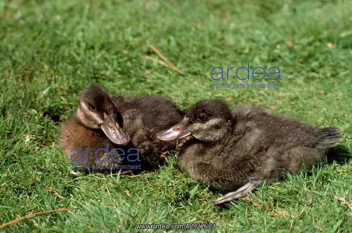 : Ruddy Duck - ducklings : Ruddy Duck - ducklings