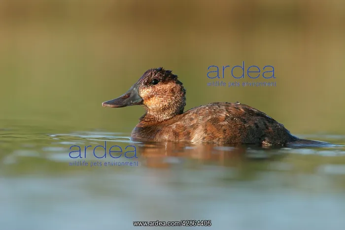: Ruddy Duck - Female : Ruddy Duck - Female