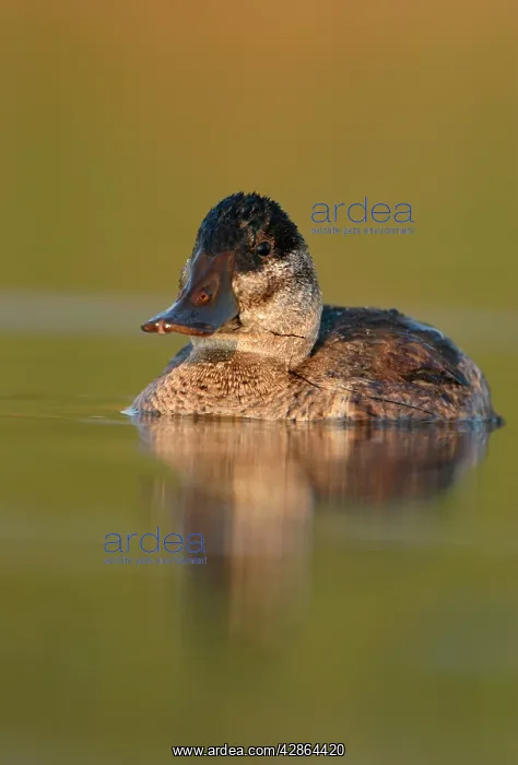 : Ruddy Duck - Female : Ruddy Duck - Female