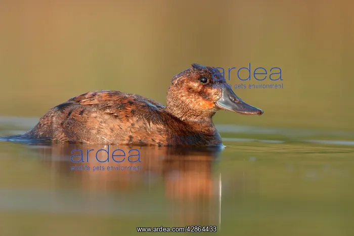 : Ruddy Duck - Female : Ruddy Duck - Female