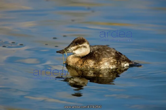 : Ruddy Duck female : Ruddy Duck female