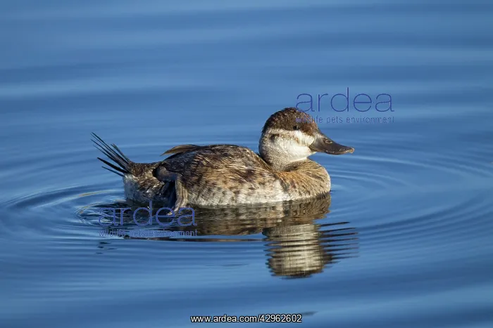  : Ruddy Duck - female - January