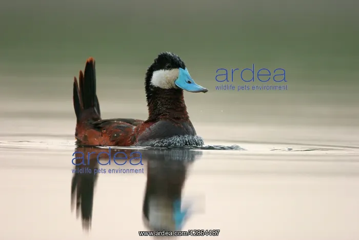: Ruddy Duck - Male : Ruddy Duck - Male
