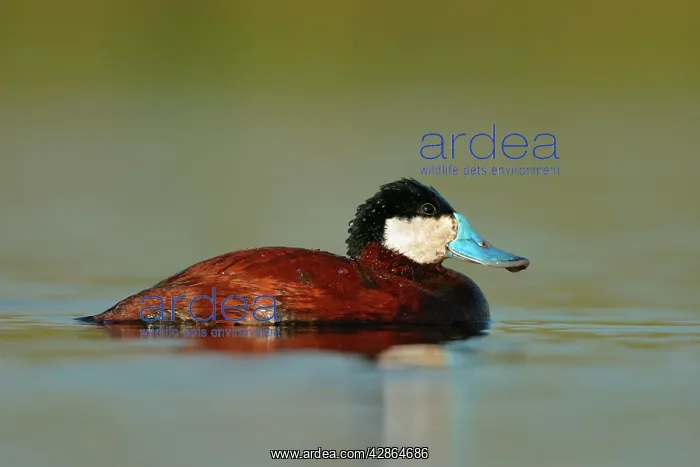 : Ruddy Duck - Male : Ruddy Duck - Male