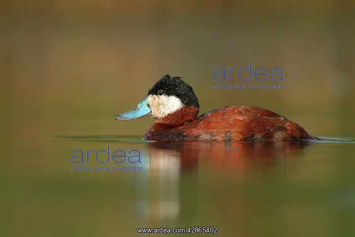  : Ruddy Duck - Male
