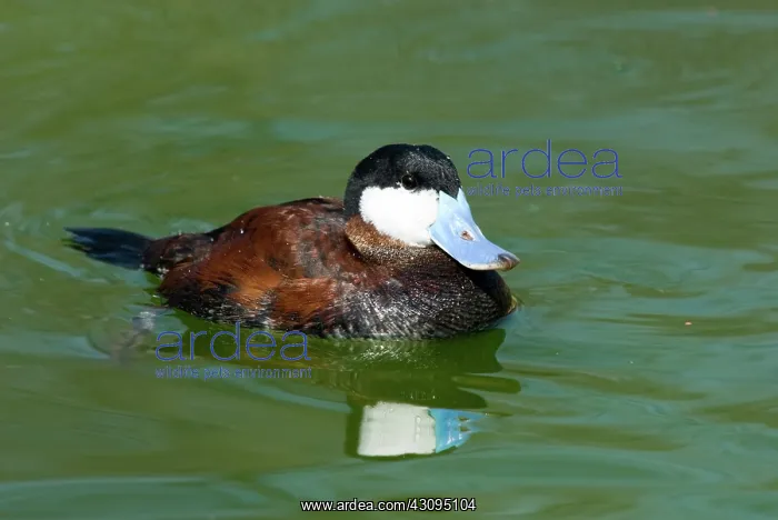 : Ruddy Duck male : Ruddy Duck male