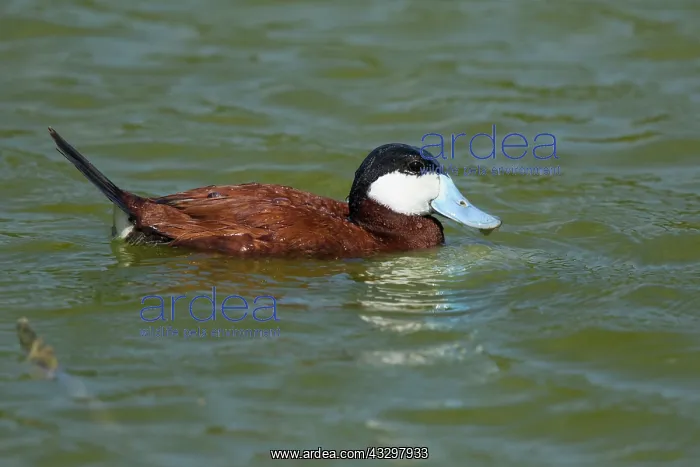 : Ruddy Duck - male : Ruddy Duck - male