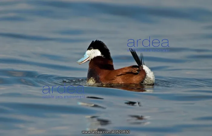 : Ruddy Duck - Male doing a courtship display : Ruddy Duck - Male doing a courtship display