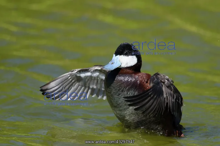 : Ruddy Duck - male flapping wings : Ruddy Duck - male flapping wings