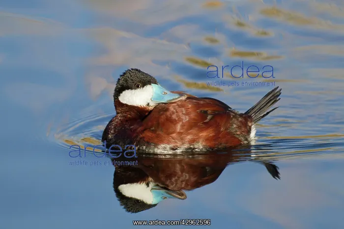 : Ruddy Duck - male - January : Ruddy Duck - male - January