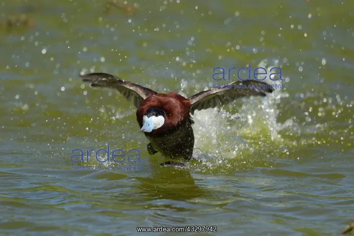  : Ruddy Duck - male running display