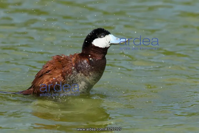 : Ruddy Duck - male washing : Ruddy Duck - male washing