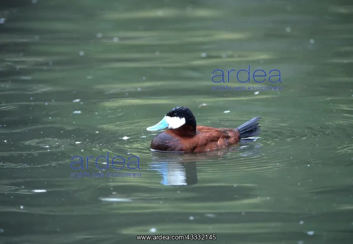 : RUDDY DUCK - male, on water : RUDDY DUCK - male, on water