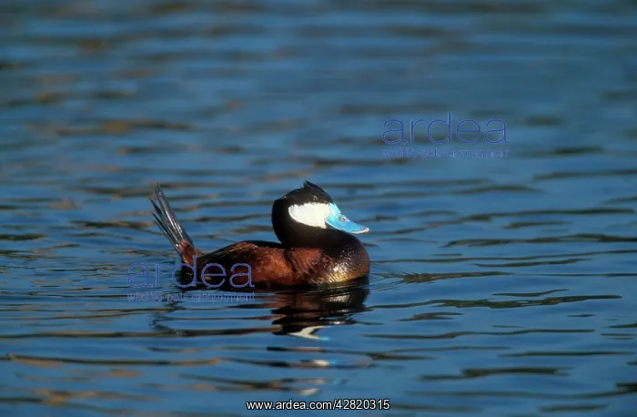  : RUDDY DUCK - ON WATER