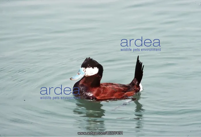 : RUDDY DUCK - on water : RUDDY DUCK - on water
