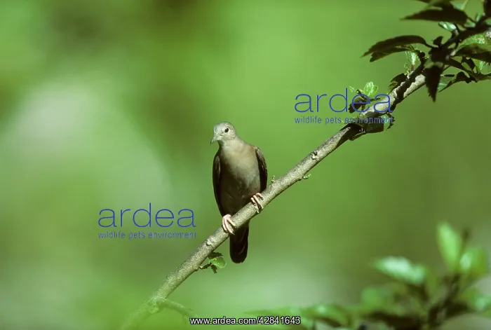: Ruddy Ground Dove : Ruddy Ground Dove