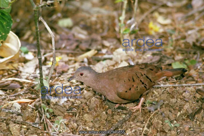 : Ruddy Ground DOVE : Ruddy Ground DOVE