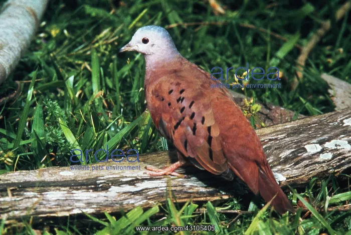 : Ruddy Ground Dove : Ruddy Ground Dove