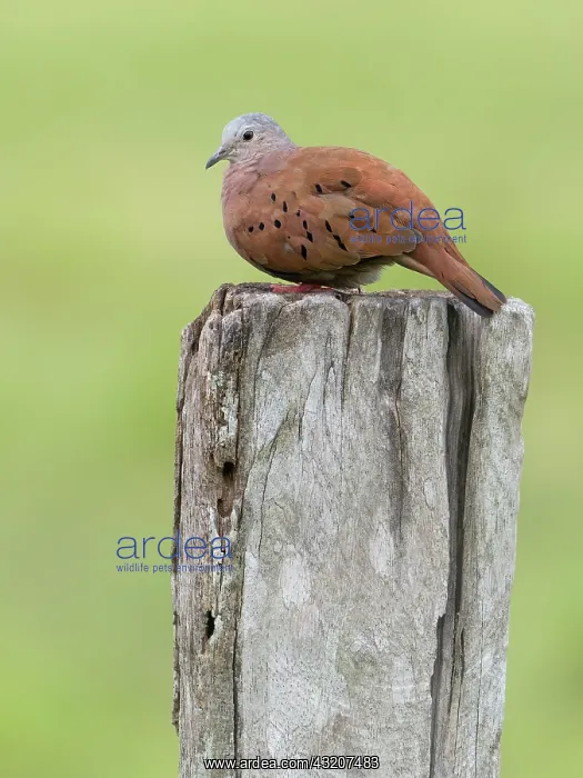 : Ruddy Ground-dove (Columbina talpacoti), Panama : Ruddy Ground-dove (Columbina talpacoti), Panama