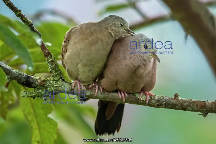 : Ruddy Ground Dove, male and female, Cueva de los : Ruddy Ground Dove, male and female, Cueva de los