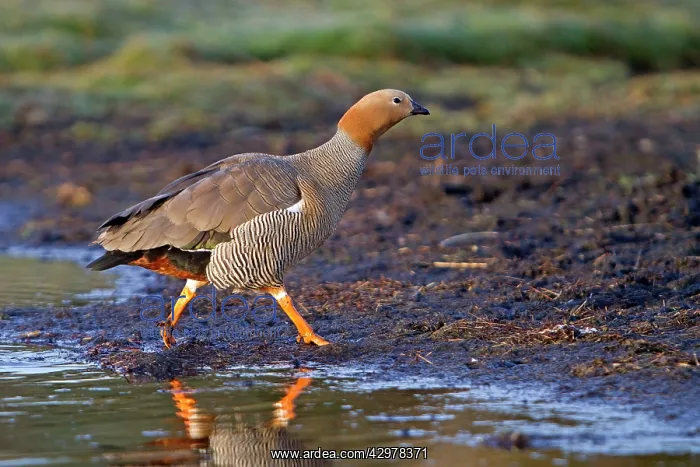 : Ruddy-headed Goose : Ruddy-headed Goose