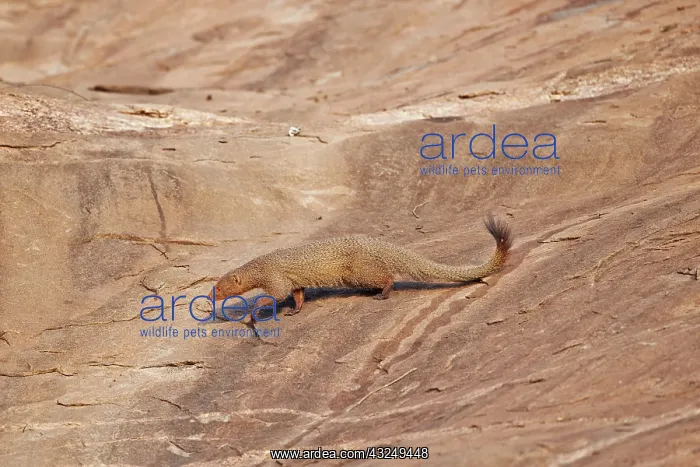  : Ruddy Mongoose