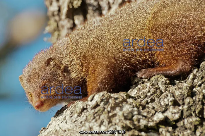 : Ruddy Mongoose - looking down fron tree trunk : Ruddy Mongoose - looking down fron tree trunk