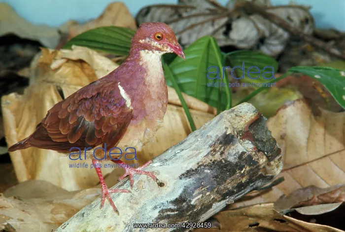 : Ruddy Quail-Dove : Ruddy Quail-Dove