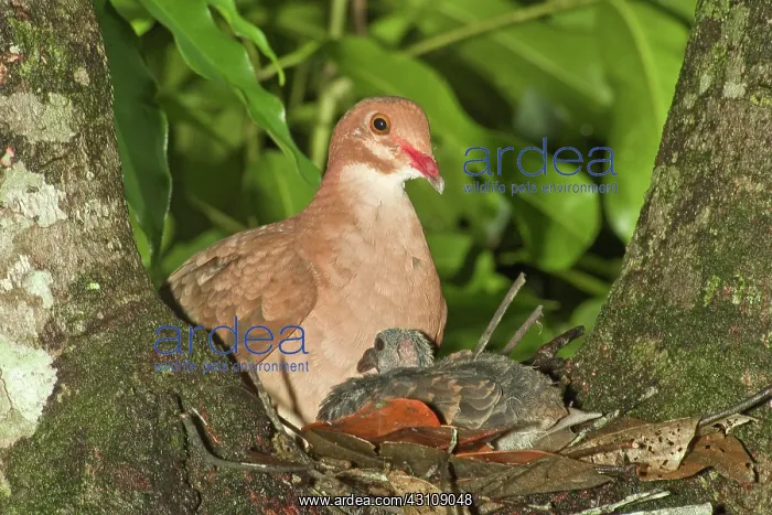 : Ruddy Quail Dove on nest with young : Ruddy Quail Dove on nest with young