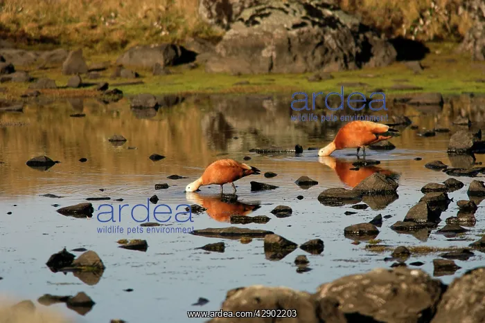 : Ruddy Shelduck : Ruddy Shelduck