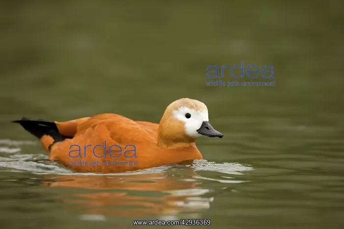 : Ruddy Shelduck : Ruddy Shelduck