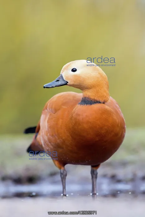 : Ruddy Shelduck - drake in winter : Ruddy Shelduck - drake in winter