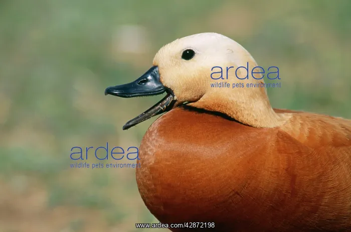 : Ruddy SHELDUCK - male : Ruddy SHELDUCK - male