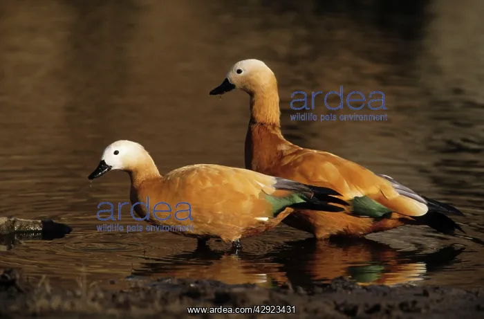 : Ruddy Shelduck - two at Malik lake : Ruddy Shelduck - two at Malik lake
