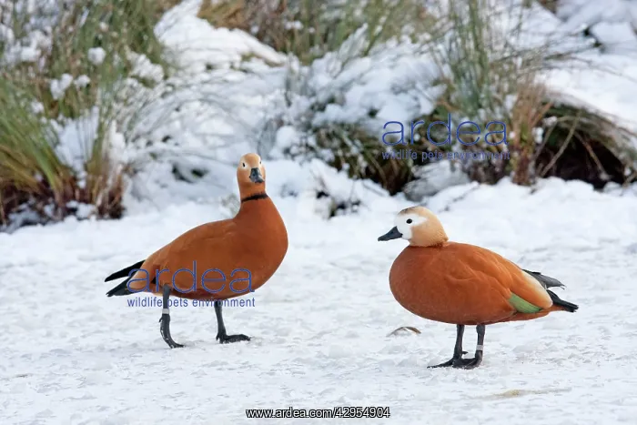 : Ruddy Shelduck - Pair of adult birds resting on : Ruddy Shelduck - Pair of adult birds resting on
