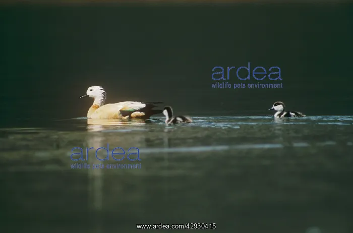 : Ruddy Shelduck - swimming with its chicks : Ruddy Shelduck - swimming with its chicks