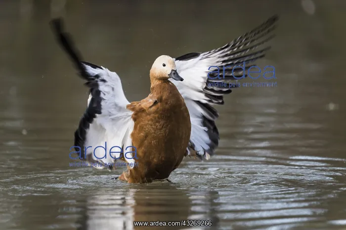 : Ruddy shelduck (Tadorna ferruginea) with open wings : Ruddy shelduck (Tadorna ferruginea) with open wings