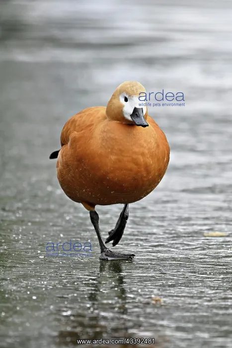 : Ruddy shelduck (Tadorna ferruginea), standing on : Ruddy shelduck (Tadorna ferruginea), standing on
